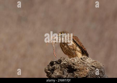 Maschio adulto di kestrel comune (Falco tinnunculus) a caccia di un pulcino passero Foto Stock