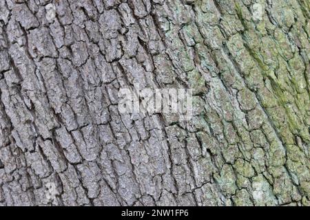 Primo piano di antiche corteccia di quercia Foto Stock