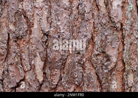 Pino corteccia close up Foto Stock