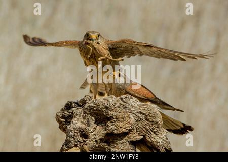 Kestrel comune (Falco tinnunculus) maschio porta un camaleonte che ha cacciato ad una femmina nella zona di nidificazione Foto Stock