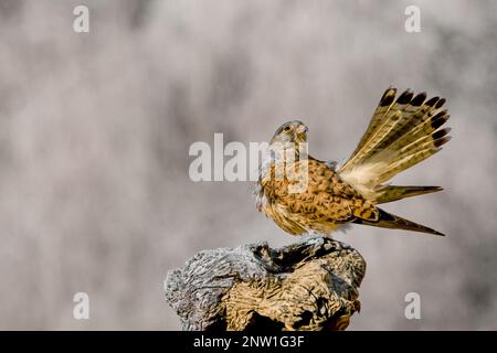 Maschio adulto di kestrel comune (Falco tinnunculus) Foto Stock