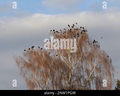 Crows Jackdaws Rooks ruggito in cima ad albero, Gloucestershire, Inghilterra, gennaio Foto Stock