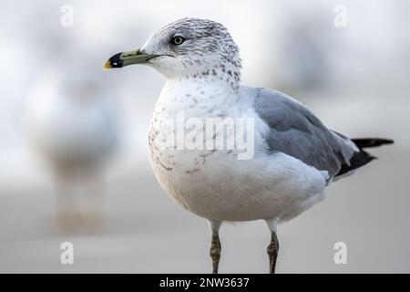 Gabbiano a forma di anello (Larus delawarensis) che si erge lungo la costa di Jacksonville Beach nel nord-est della Florida. (USA) Foto Stock