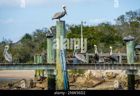 Pellicani marroni (Pelecanus occidentalis) arroccati su un molo lungo il fiume Tolomato (canale Intracoastal) a San Augustine, Florida. (USA) Foto Stock