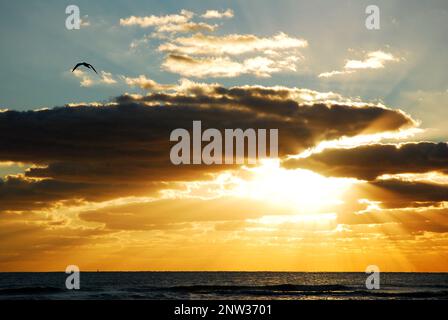 Un gabbiano solita vola di fronte ad una bella alba Foto Stock