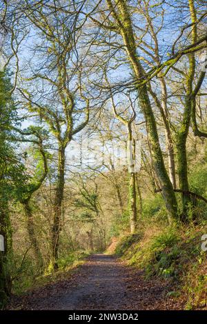 Un sentiero attraverso Burridge Woods vicino a Dulverton nel Parco Nazionale Exmoor, Somerset, Inghilterra. Foto Stock