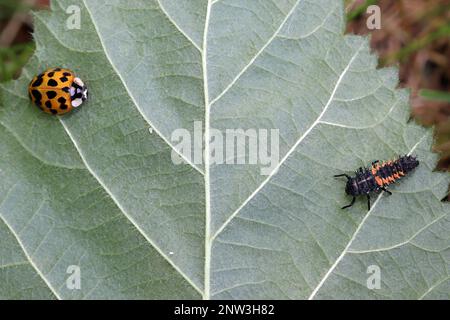 Una coccinella arancione con 19 macchie e una larva di coccinella siedono su una foglia. Due piccoli afidi sono tra loro. Harmonia axyridis, noto anche come harlequin. Foto Stock