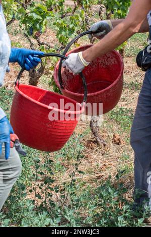 Vignaioli che si scambiano secchi durante la stagione del raccolto in Manduria, Puglia, Italia Foto Stock