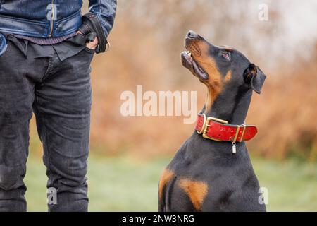 Un dobermann su un sentiero con un uomo sullo sfondo Foto Stock