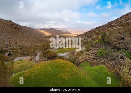 Pianta di Yareta (Azorella compatta) , antica pianta tipica che cresce (muschio) nelle Ande del Sud America, qui nell'Altiplano del deserto di Atacama Foto Stock