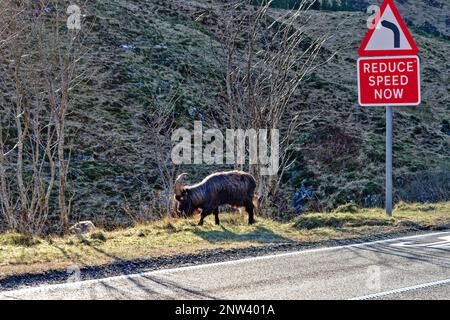Wild Goat West Coast Scotland pascolo su strada sotto Riduci velocità ora segno Foto Stock