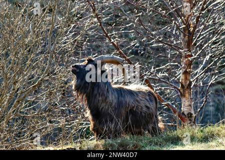 Wild Goat West Coast Scotland capra maschio al pascolo arbusti e ramoscelli sulla strada Foto Stock