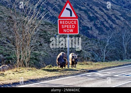 Wild Goats West Coast Scotland pascolo su strada sotto Riduci velocità ora segno Foto Stock