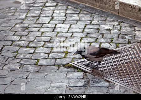 Il corvo di casa (Corvus splendens), conosciuto anche come l'indiano, il corvo verde, il corvo di Ceylon o Colombo,[2] è un uccello comune della famiglia del corvo che è di Asi Foto Stock