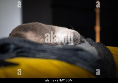 Britisch Kurzhaar Katze a häuslicher Umgebung. Foto Stock