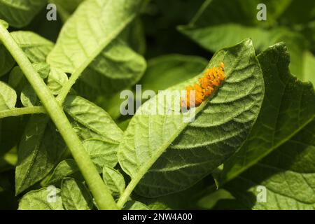 Colorado patate uova di coleottero su piante verdi all'aperto, primo piano Foto Stock