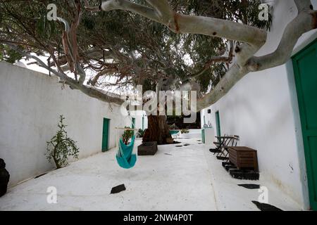 Grande albero di eucalipto nel cortile del tradizionale finca casa colonica imbiancato dimora storica a Lanzarote, Isole Canarie, Spagna il c Foto Stock