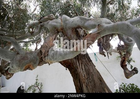 Spessi rami di vecchio grande albero di eucalipto nel cortile della tradizionale casa colonica finca imbiancato dimora storica a Lanzarote, Canar Foto Stock