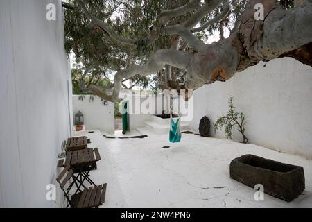 Grande albero di eucalipto nel cortile del tradizionale finca casa colonica imbiancato dimora storica a Lanzarote, Isole Canarie, Spagna il c Foto Stock