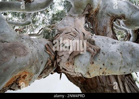 Spessi rami di vecchio grande albero di eucalipto nel cortile della tradizionale casa colonica finca imbiancato dimora storica a Lanzarote, Canar Foto Stock