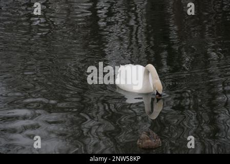 Cigni bellissimi nel lago Foto Stock