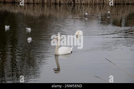 Londra, Regno Unito, 12 febbraio 2023: Splendidi cigni nel lago di Londra Foto Stock