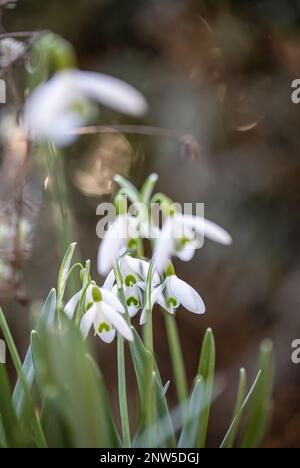 Un gruppo di gocce di neve (Galanthus) in piena fioritura con sfocato primo piano e sfondo Foto Stock