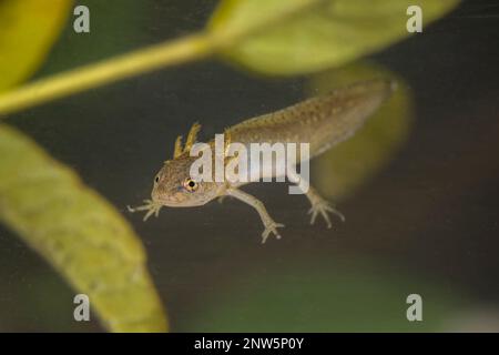 Teichmolch-larve, Lissotriton vulgaris, liscio nuovo Foto Stock