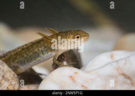 Teichmolch-larve, Lissotriton vulgaris, liscio nuovo Foto Stock