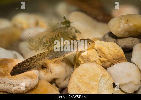 Teichmolch-larve, Lissotriton vulgaris, liscio nuovo Foto Stock