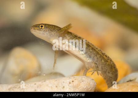 Teichmolch-larve, Lissotriton vulgaris, liscio nuovo Foto Stock