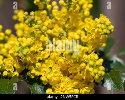 Mahonia fiorito giallo in primavera Foto Stock