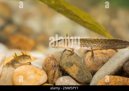 Teichmolch-larve, Lissotriton vulgaris, liscio nuovo Foto Stock