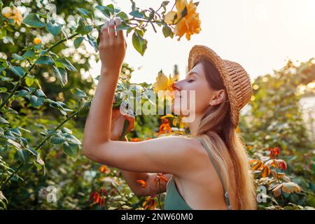 Giardiniere odore giallo rosa prima di tagliare il fusto utilizzando potatrice nel giardino estivo al tramonto. Donna che raccoglie fiori freschi per la disposizione dei fiori Foto Stock