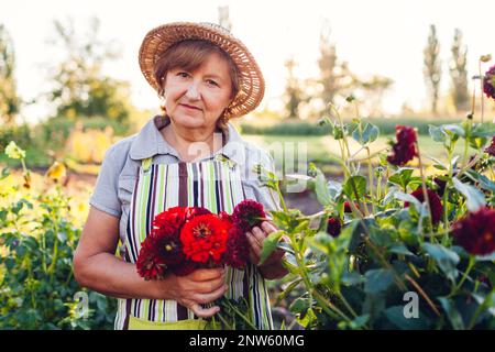 Donna giardiniere sceglie bouquet di dahlias rosso e zinnie nel giardino estivo. Coltivatore di fiori anziano che gode le fioriture al tramonto che indossa il grembiule e il cappello di paglia Foto Stock