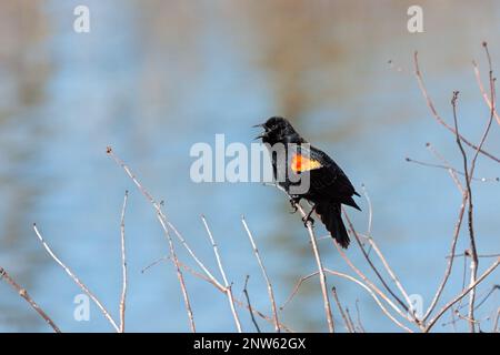 Un blackbird dalle ali rosse canta una canzone in un tuono sopra un lago. Foto Stock