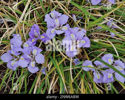 Fiori blu dell'inverno fioritura perenne Iris unguicularis o algerino iris visto nel bordo del giardino. Foto Stock