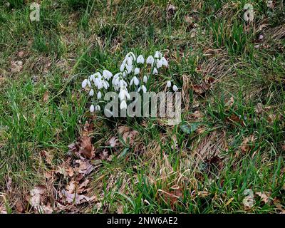 Grumo di Galanthus nivalis fiore bianco o nevicate viste nel prato d'erba in inverno. Foto Stock