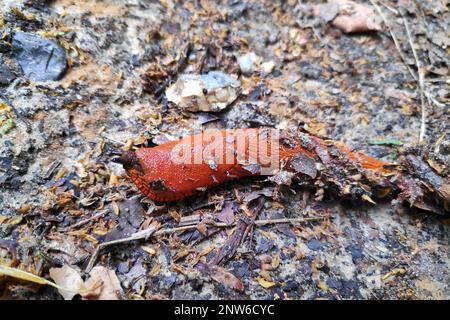 Il slug rosso (Arion rufus), noto anche come slug rosso grande, arion cioccolato e slug rosso europeo, è una specie di slug di terra della famiglia Arionidae Foto Stock