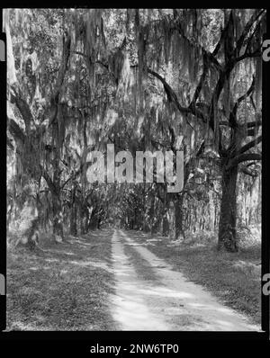 Wormsloe Plantation, Savannah vic., Chatham County, Georgia. Carnegie Survey of the Architecture of the South. Stati Uniti, Georgia, Contea di Chatham, Savannah vic, percorsi e percorsi. Foto Stock