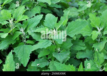 La quinoa bianca (album Chenopodium) cresce nella natura selvaggia Foto Stock