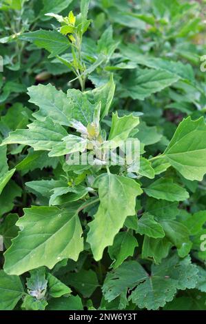 La quinoa bianca (album Chenopodium) cresce nella natura selvaggia Foto Stock