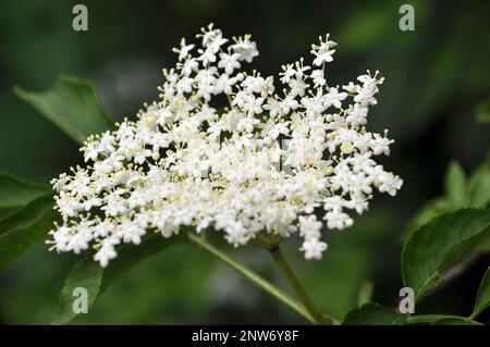 In primavera, il sambuco fiorisce in natura Foto Stock