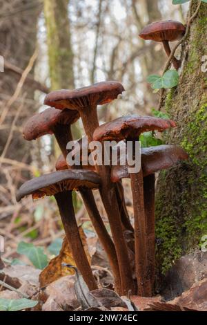 Funghi invernali Cortinarius cinnamomeus Foto Stock