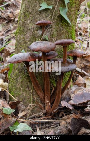 Funghi invernali Cortinarius cinnamomeus Foto Stock