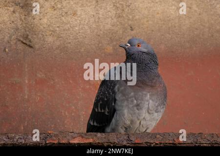 Primo piano di un piccione in piedi sulla vecchia casa con sfondo rosso arancio Foto Stock