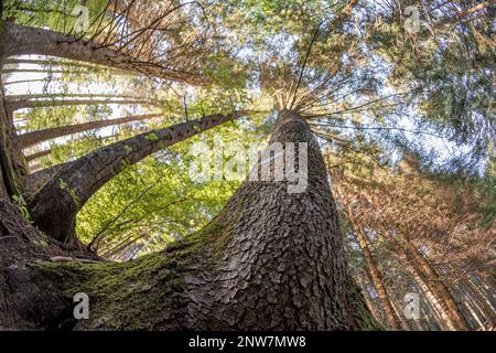 Bellissimo sfondo di alberi di foresta visto dal basso Foto Stock