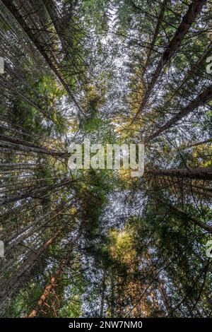Bellissimo sfondo di alberi di foresta visto dal basso Foto Stock