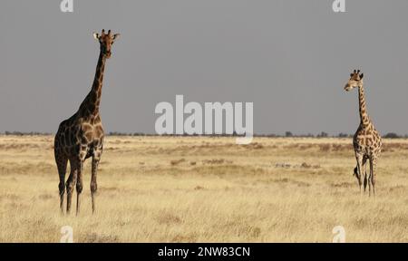 Animali incredibili, giraffa africana Foto Stock