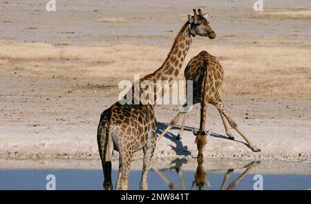 Giraffa africana, animali incredibili Foto Stock